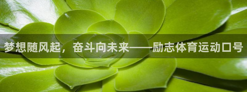 熊猫体育在线