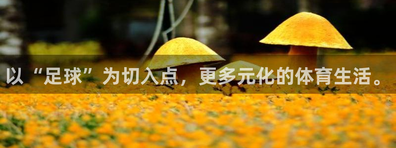 熊猫体育平台